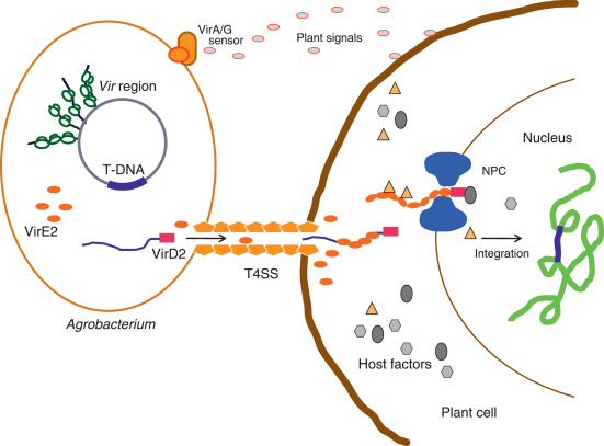农杆菌转化示意图