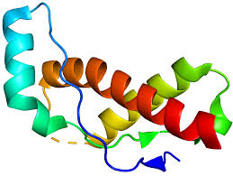 朊病毒蛋白论文