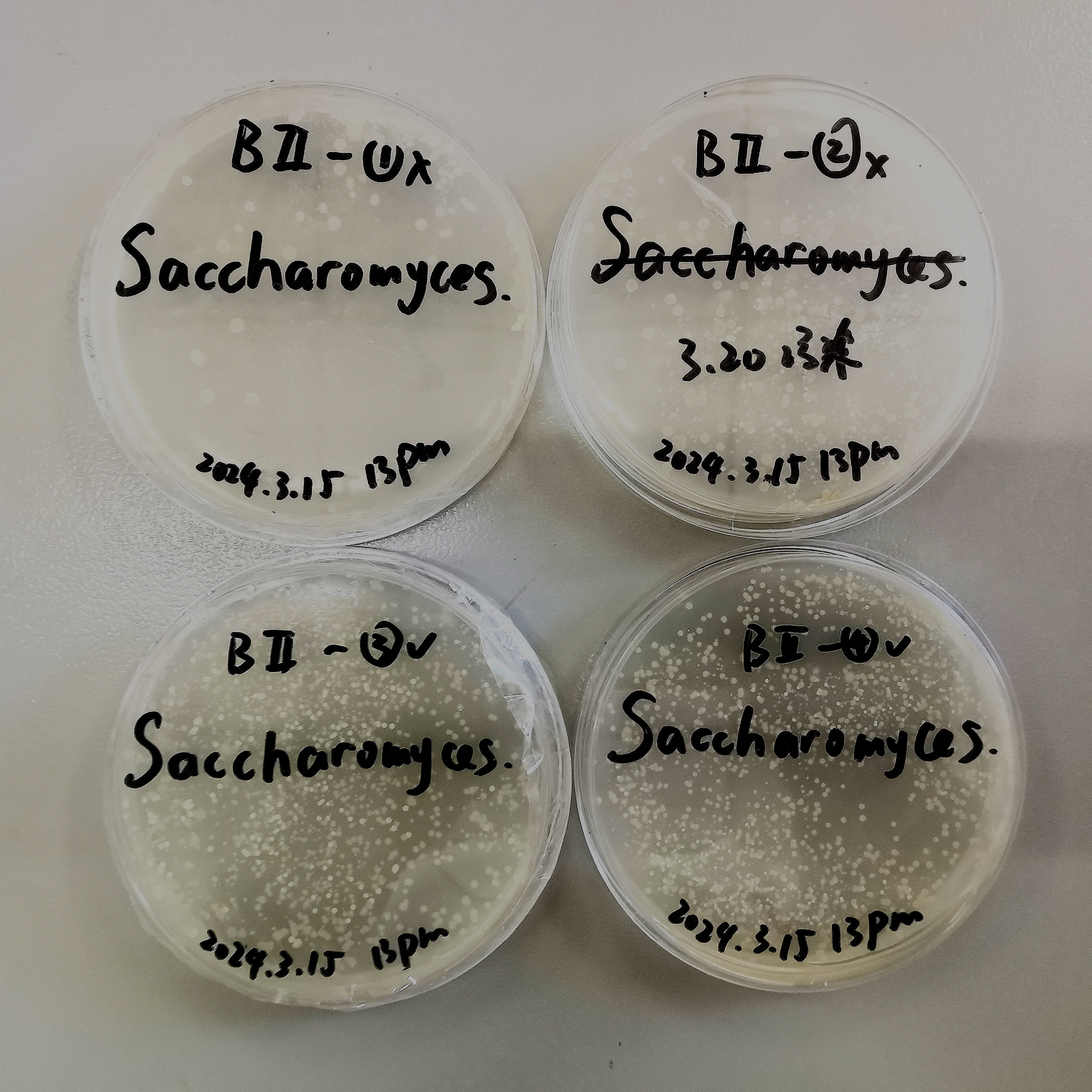 酿酒酵母橙色平板实验论文